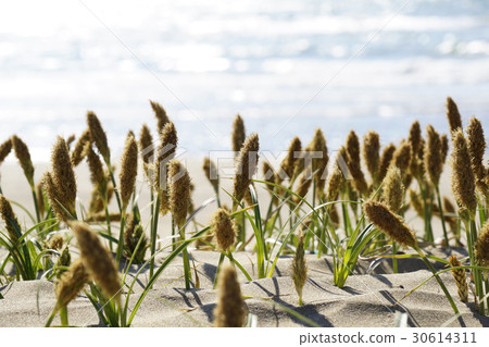 Seaside plants 'koobomugi' -1 30614311