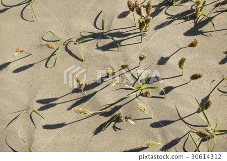 Seaside plants 'koobomugi' -2 Seaside plants 'koobomugi' -2 30614312