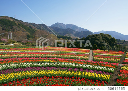 清除鬱金香的顏色去除 30614365