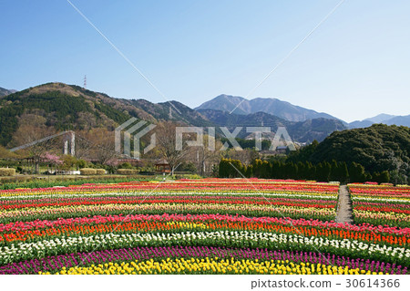 清除鬱金香的顏色去除 30614366