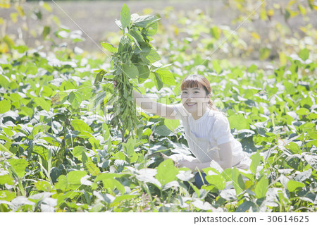 收穫毛豆豆園 30614625