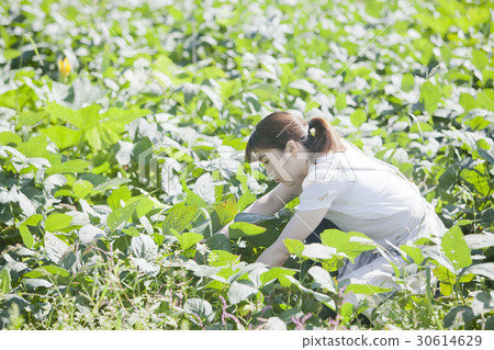 Harvesting Edamame Beans Garden 30614629