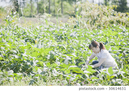 收穫毛豆豆園 30614631