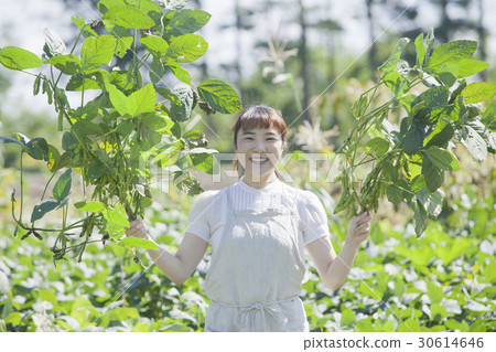 收穫毛豆豆園 30614646