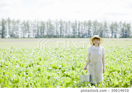 農業女孩 30614658