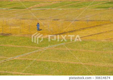 Garlic field in Pai, Thailand 30614674