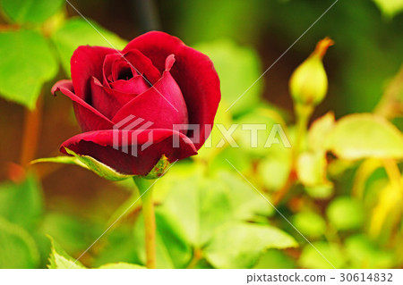 Rose Louis XIV 30614832