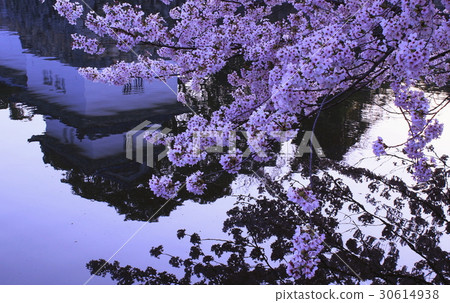 Cherry blossoms reflected on the water surface of the moat and Sawakita multimillar oar under Hikone castle Cherry blossoms reflected on the water surface of the moat and Sawakita multimillar oar under Hikone castle 30614938