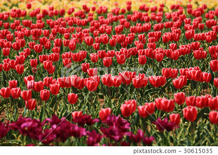 Churupppu 1496 Churupppu 1496 30615035