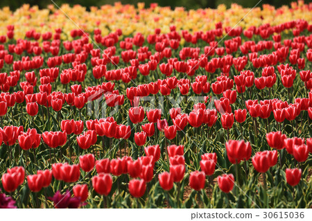 Churupppu 1497 30615036