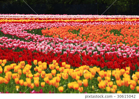 Cut-off 1518 30615042