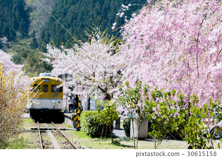 Train and cherry blossoms Train and cherry blossoms 30615158