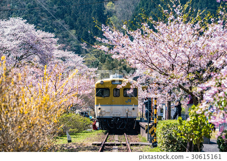 Train and cherry blossoms 30615161