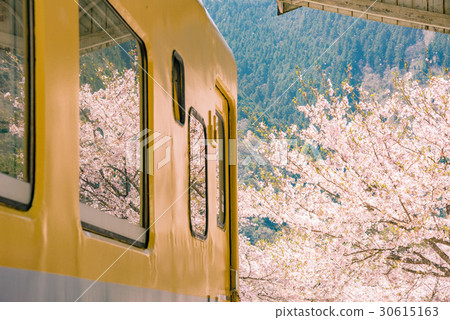 Train and cherry blossoms 30615163