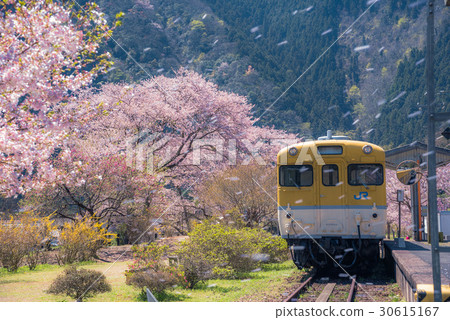 Cherry blossoms scattering with the railroad 30615167