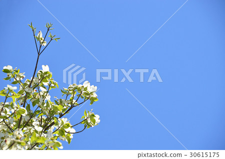 Dogwood (flower wood) Dogwood (flower wood) 30615175