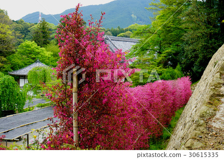 Hase Temple Petan fresh green 30615335