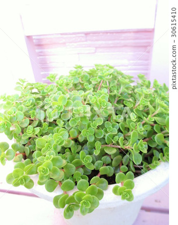 盆栽景天 盆栽景天 30615410