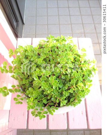 Potted Sedum 30615411