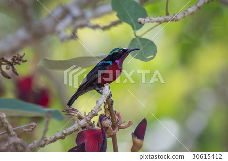Van Hasselt's Sunbird at Phatthalung, Thailand. Van Hasselt's Sunbird at Phatthalung, Thailand. 30615412