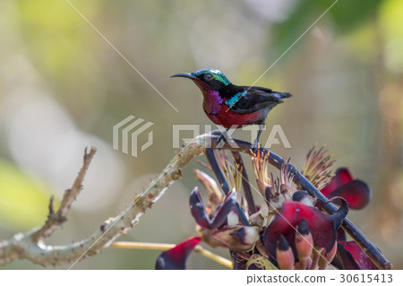 Van Hasselt's Sunbird at Phatthalung, Thailand. Van Hasselt's Sunbird at Phatthalung, Thailand. 30615413