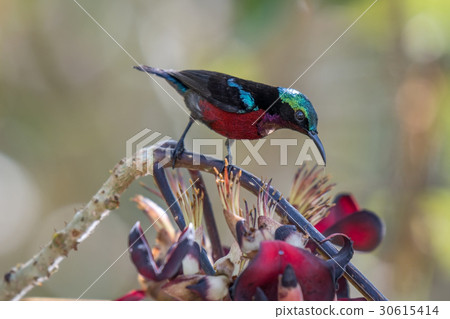 Van Hasselt's Sunbird at Phatthalung, Thailand. Van Hasselt's Sunbird at Phatthalung, Thailand. 30615414