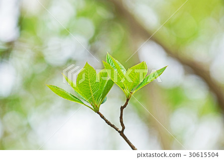 綠色ryube新的葉子 綠色ryube新的葉子 30615504