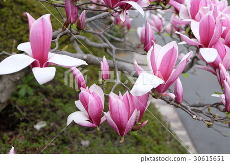 Magnolia flowers Magnolia flowers 30615651
