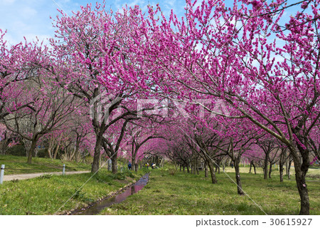 桃花 桃花 30615927