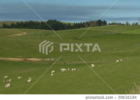 Spot sheeps in the green grass field Spot sheeps in the green grass field 30616184
