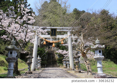 這是滋賀縣的春天尚志神社 這是滋賀縣的春天尚志神社 30616232