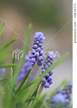 Muscari spring flowers blooming in the garden 30616373