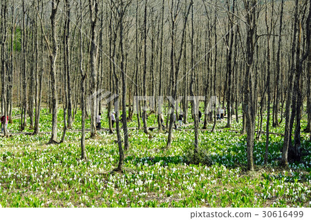 在Suihinchi沼澤享受水basho人口的GW遊客 30616499