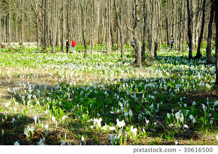 GW tourists who enjoys the water basho population at Suihinchi Marsh 30616500