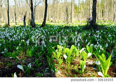 在Suihinchi沼澤享受水basho人口的GW遊客 30616503