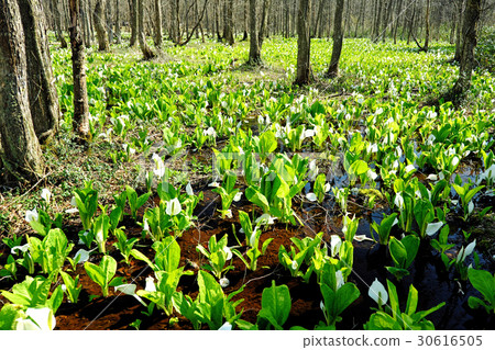 在Suihinchi沼澤享受水basho人口的GW遊客 30616505