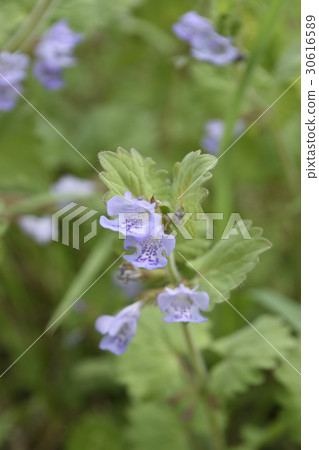 Oyster beak 30616589