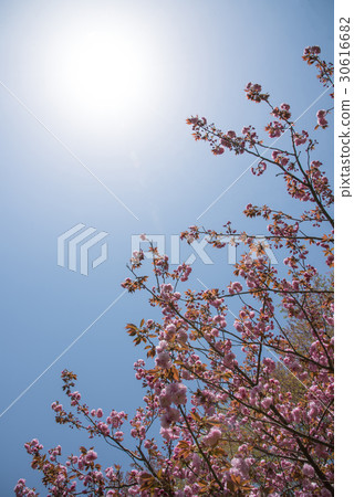 雙層櫻花和藍天復制空間 雙層櫻花和藍天復制空間 30616682