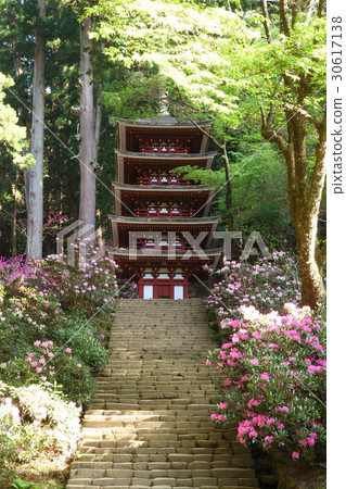 Muroji寺和杜鵑花的五層塔 30617138