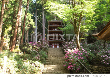 Muroji寺和杜鵑花的五層塔 Muroji寺和杜鵑花的五層塔 30617139