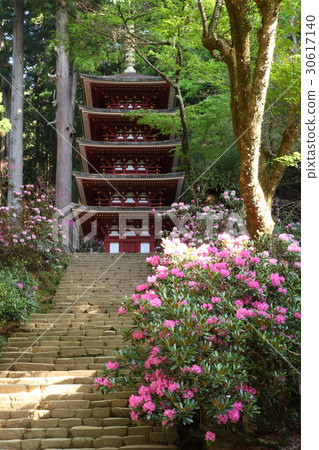 Muroji寺和杜鵑花的五層塔 30617140