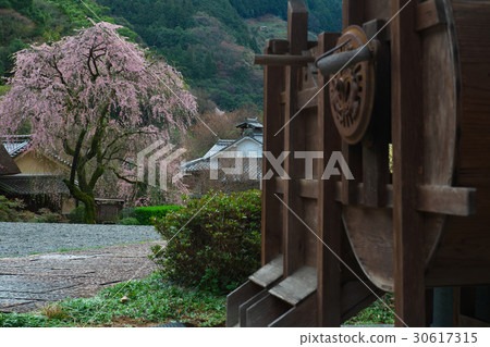Crown and fallen cherry blossoms and Kaen royal palace Nogi prefecture Gojo city Nishiyoshino cho 30617315