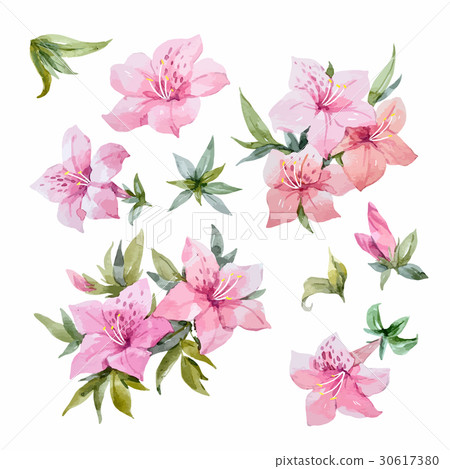 Watercolor rhododendron flowers 30617380