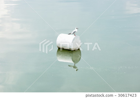 The seagull on the buoy The seagull on the buoy 30617423