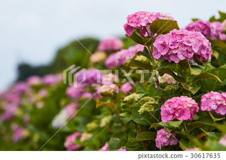 茅崎市Koide河繡球花 30617635