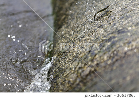 Upstroke of natural ayu (Yuzu) Upstroke of natural ayu (Yuzu) 30617863