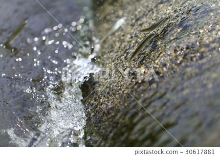 天然阿玉(柚子)的上風 天然阿玉(柚子)的上風 30617881