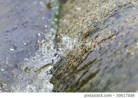Upstroke of natural ayu (Yuzu) Upstroke of natural ayu (Yuzu) 30617886