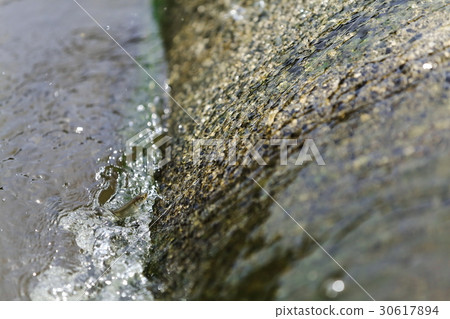 天然阿玉（柚子）的上風 30617894