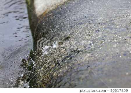 天然阿玉（柚子）的上風 30617899